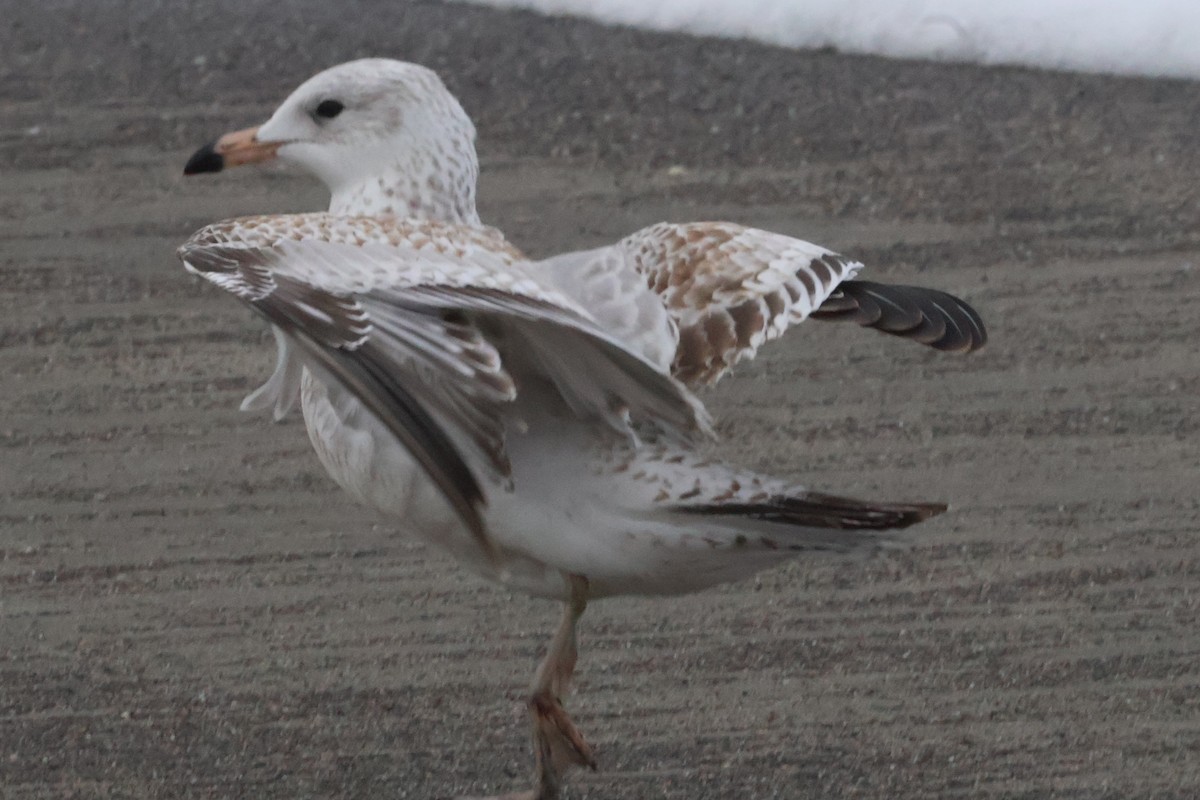 Ring-billed Gull - ML626058034