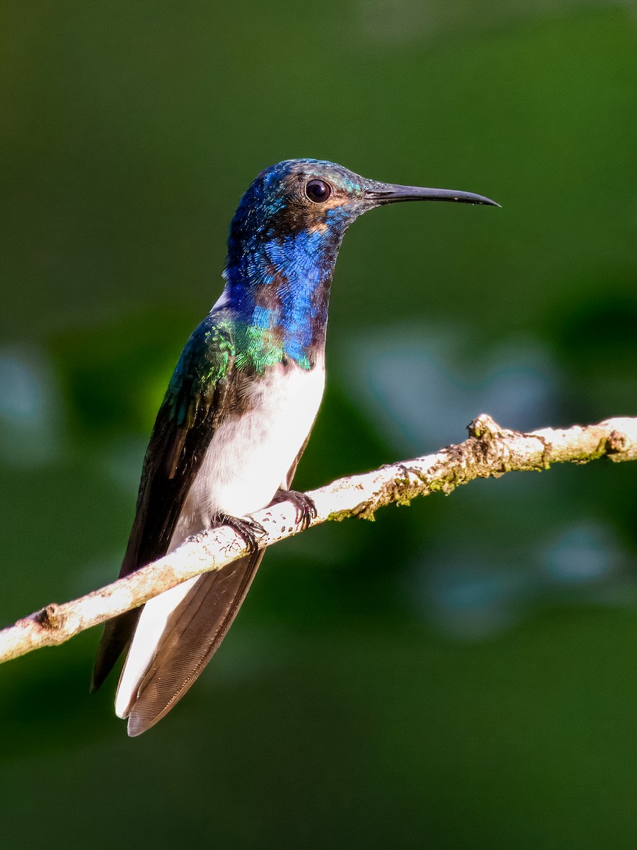 White-necked Jacobin - ML626058045