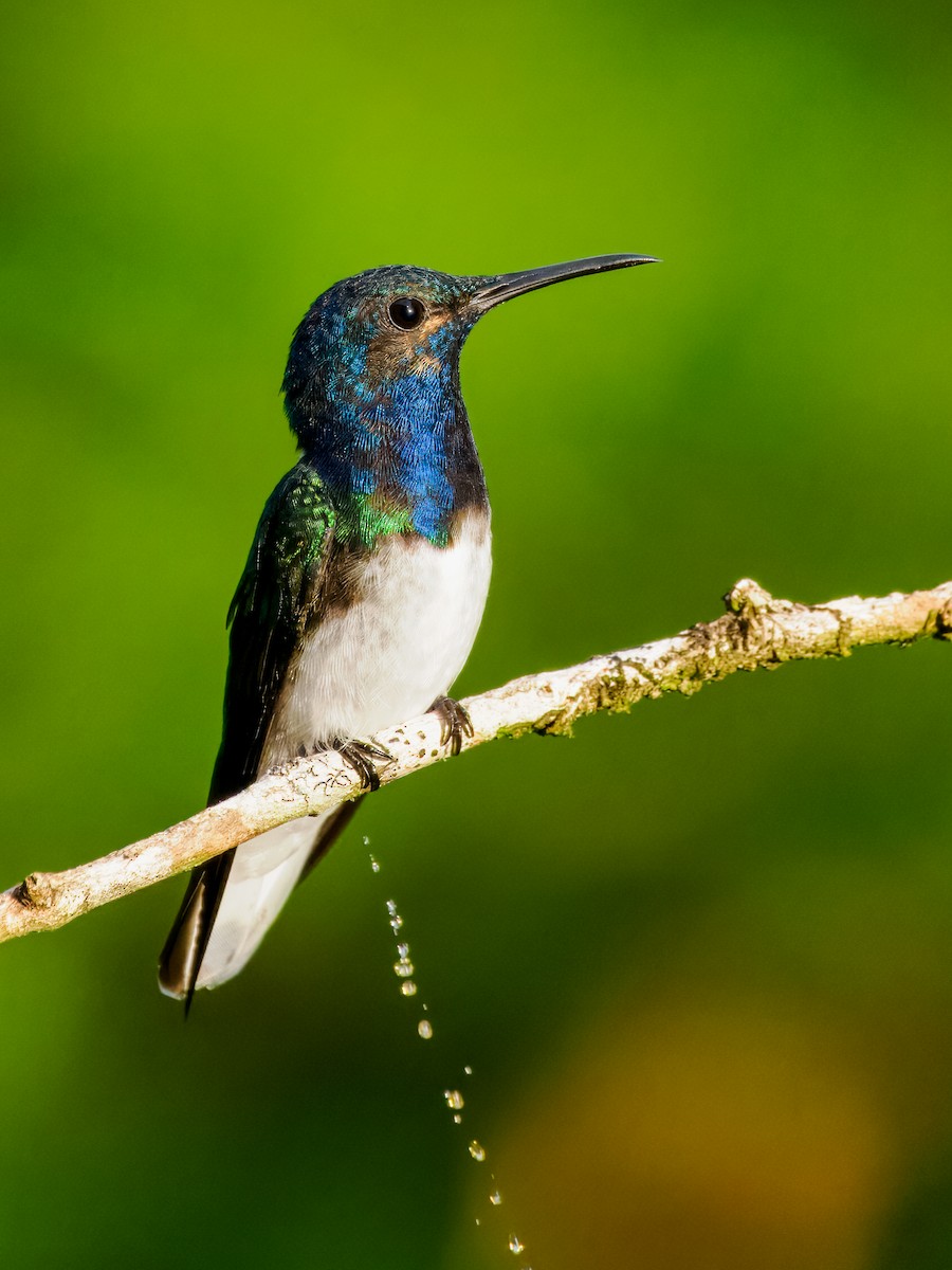 White-necked Jacobin - ML626058046