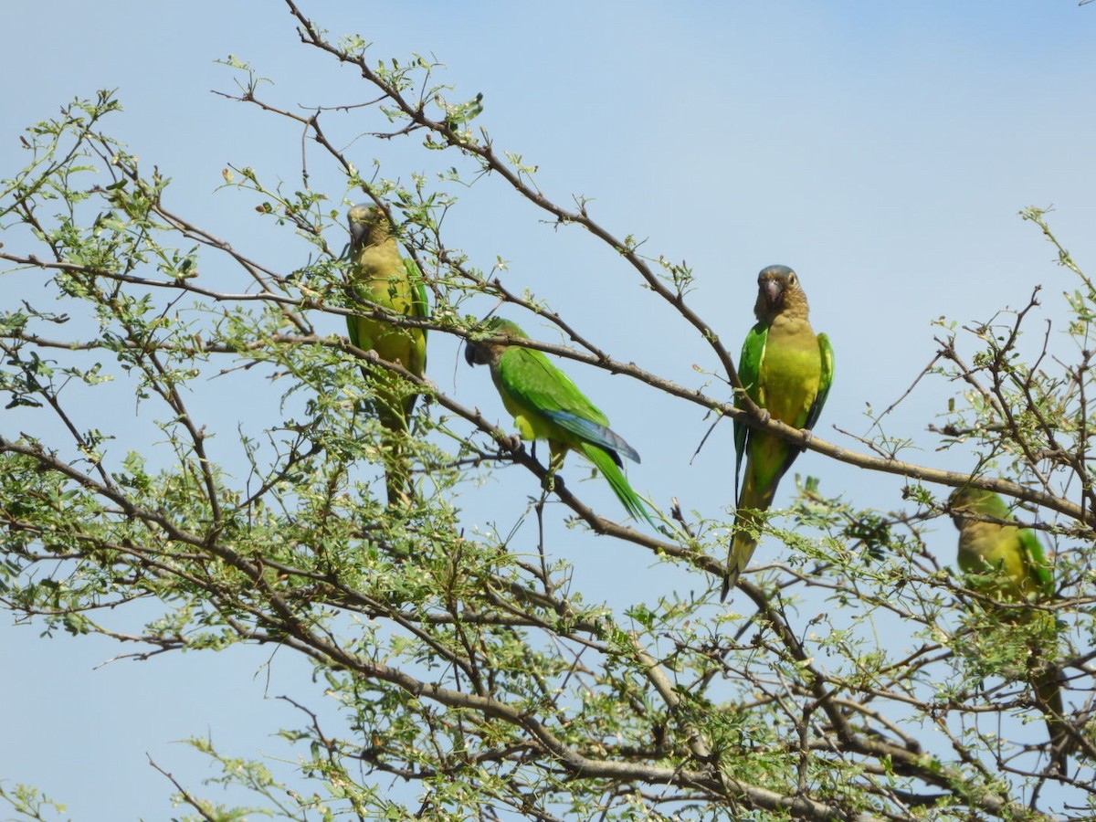 Brown-throated Parakeet - ML626058101