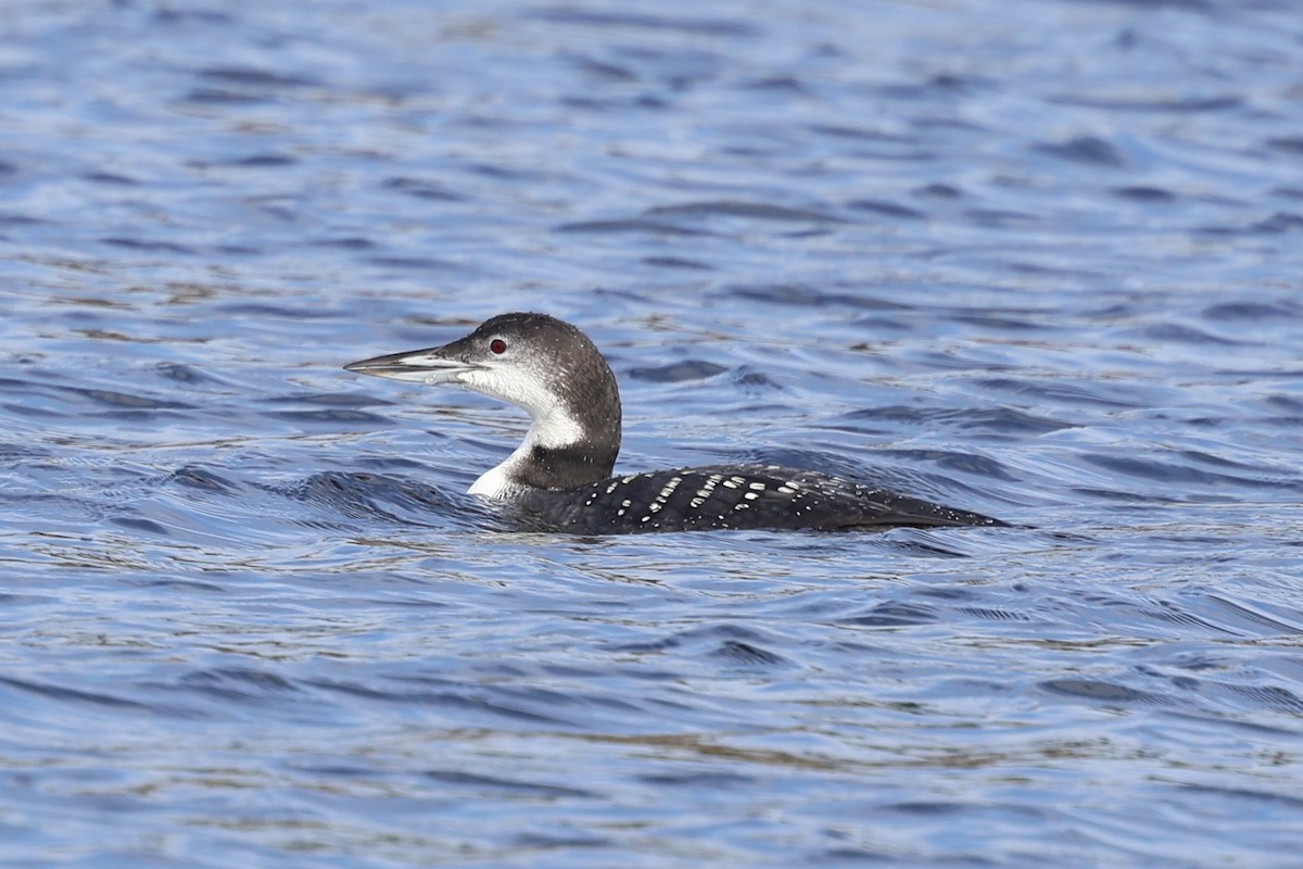 Common Loon - ML626058143