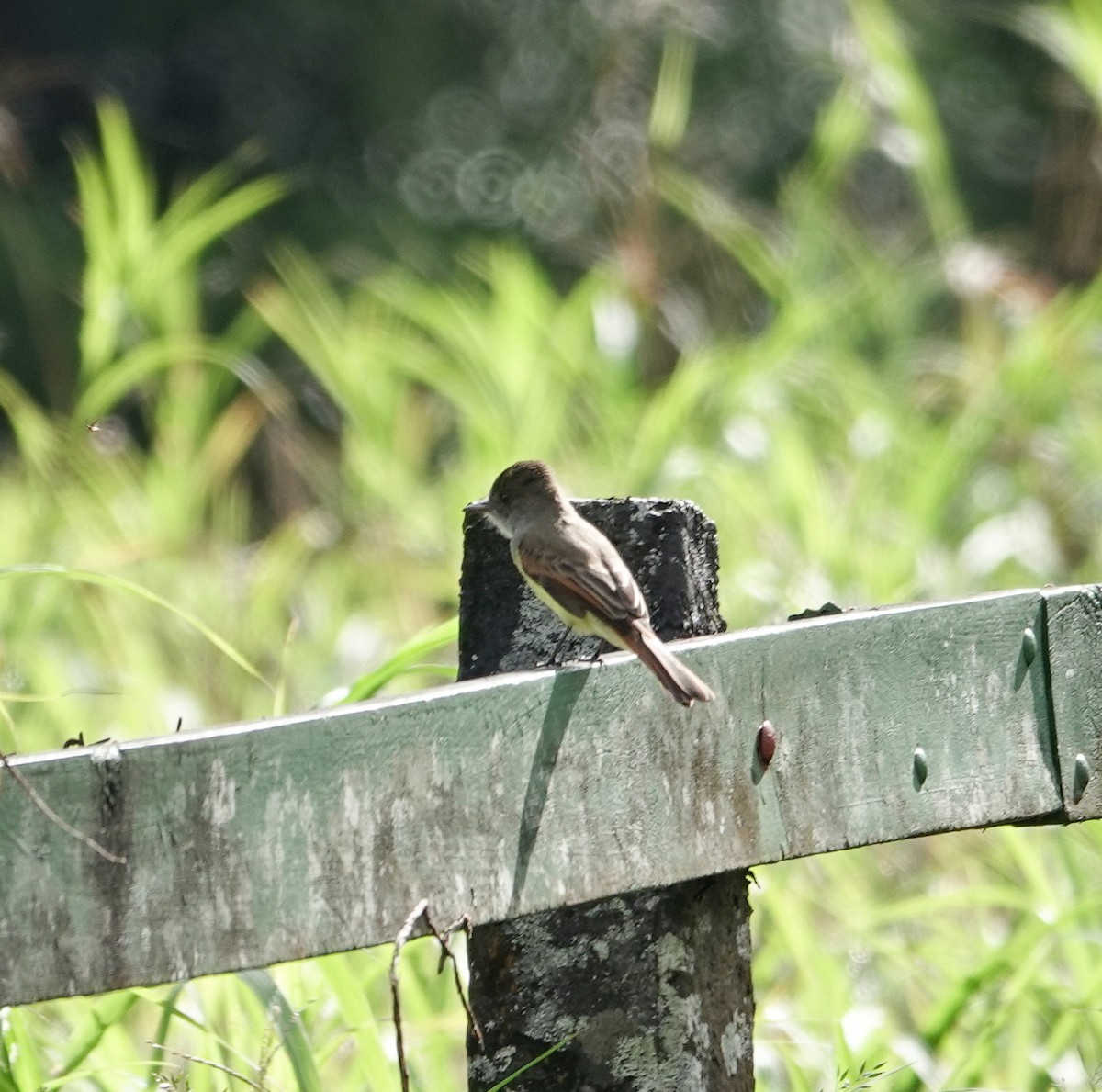 Dusky-capped Flycatcher - ML626058179