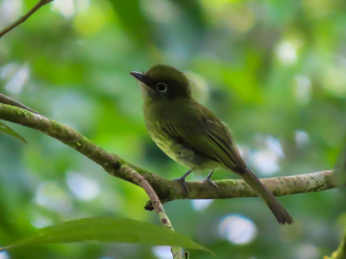 Eye-ringed Flatbill - ML626058209