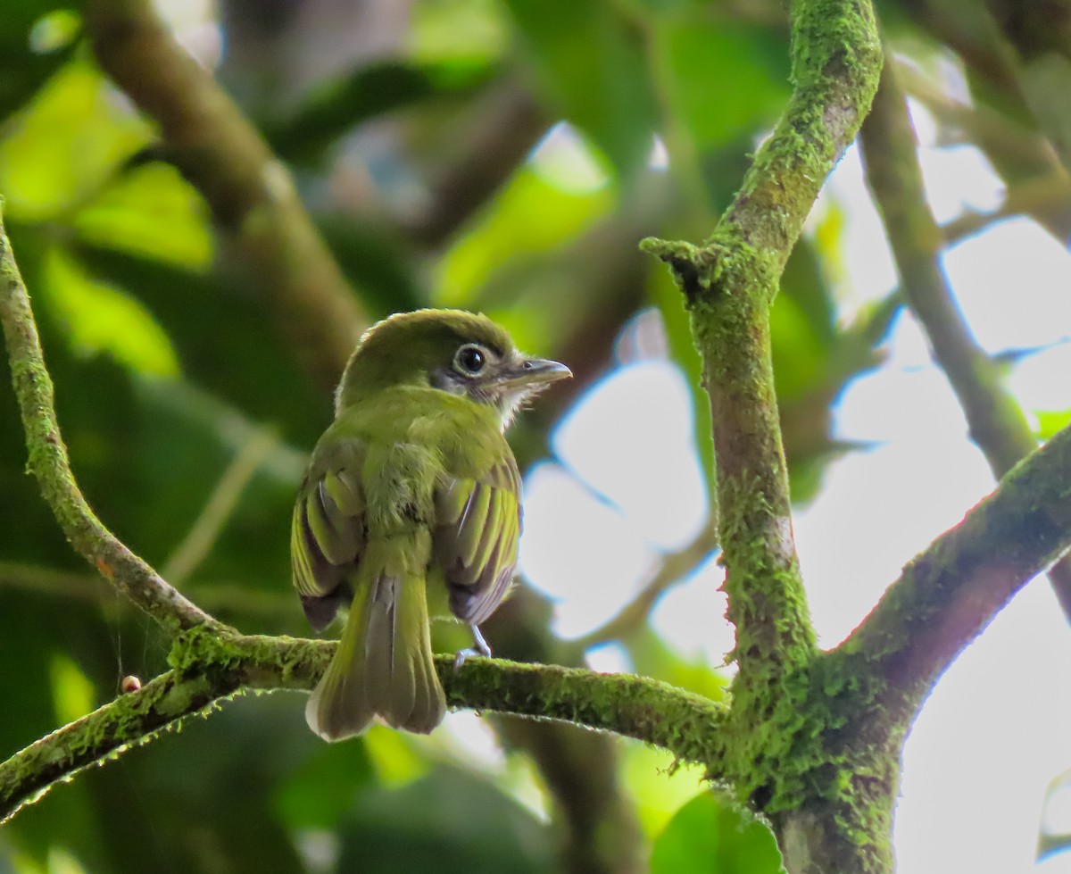 Eye-ringed Flatbill - ML626058210