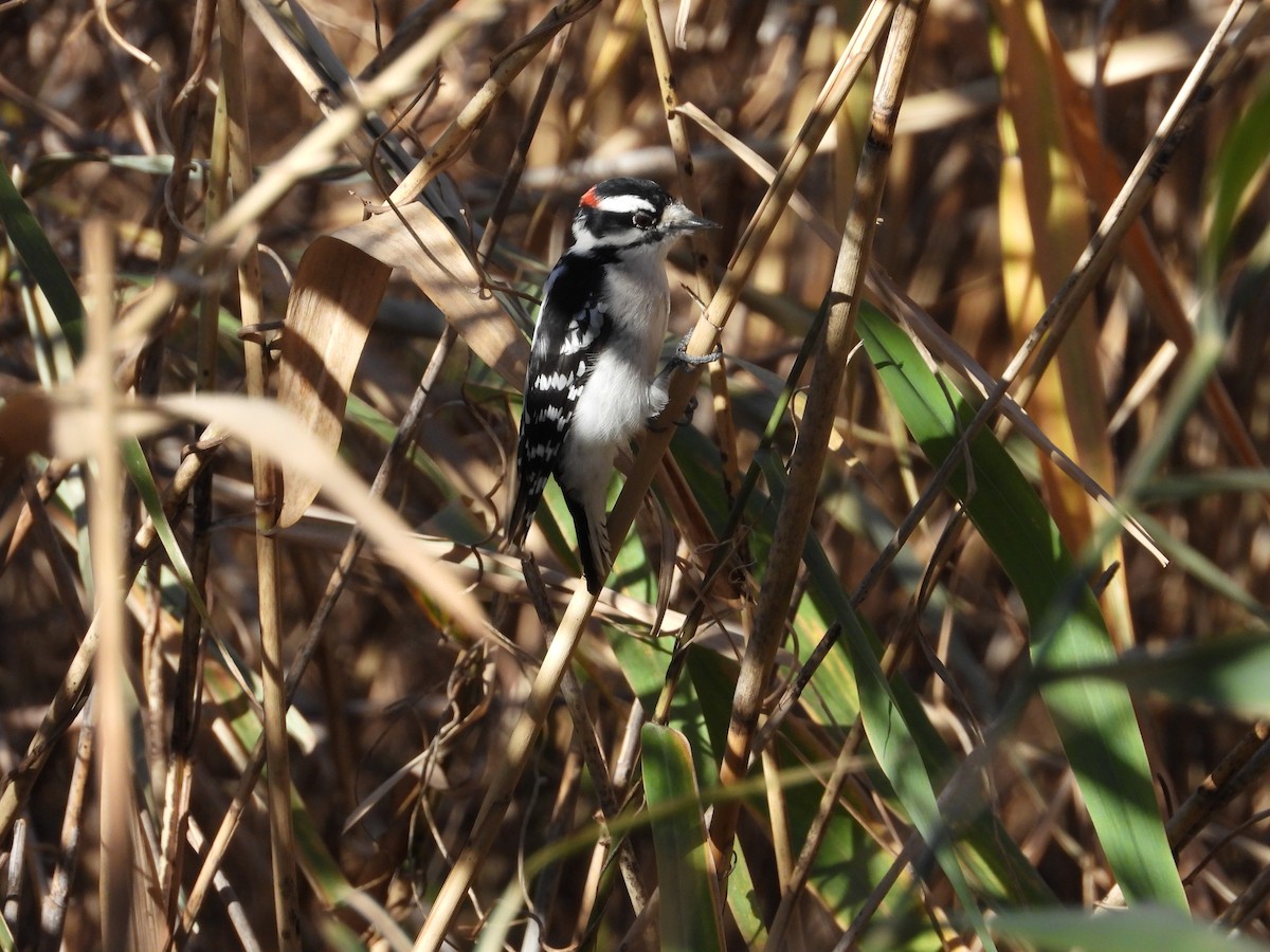 Downy Woodpecker - ML626058221