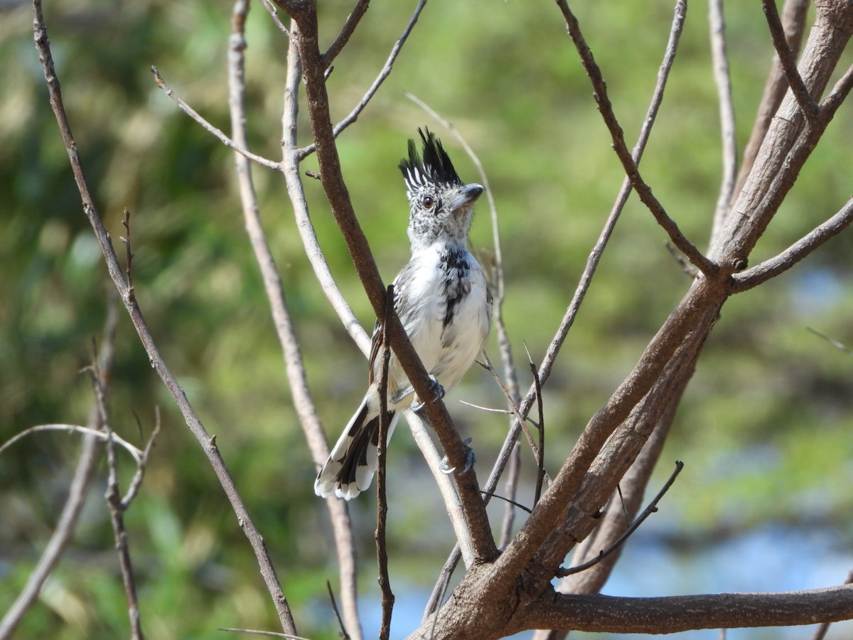 Black-crested Antshrike - ML626058231