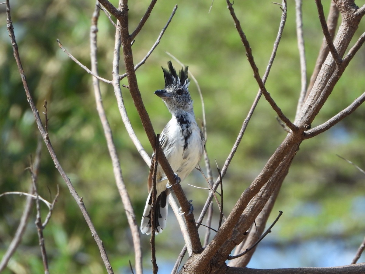 Black-crested Antshrike - ML626058233