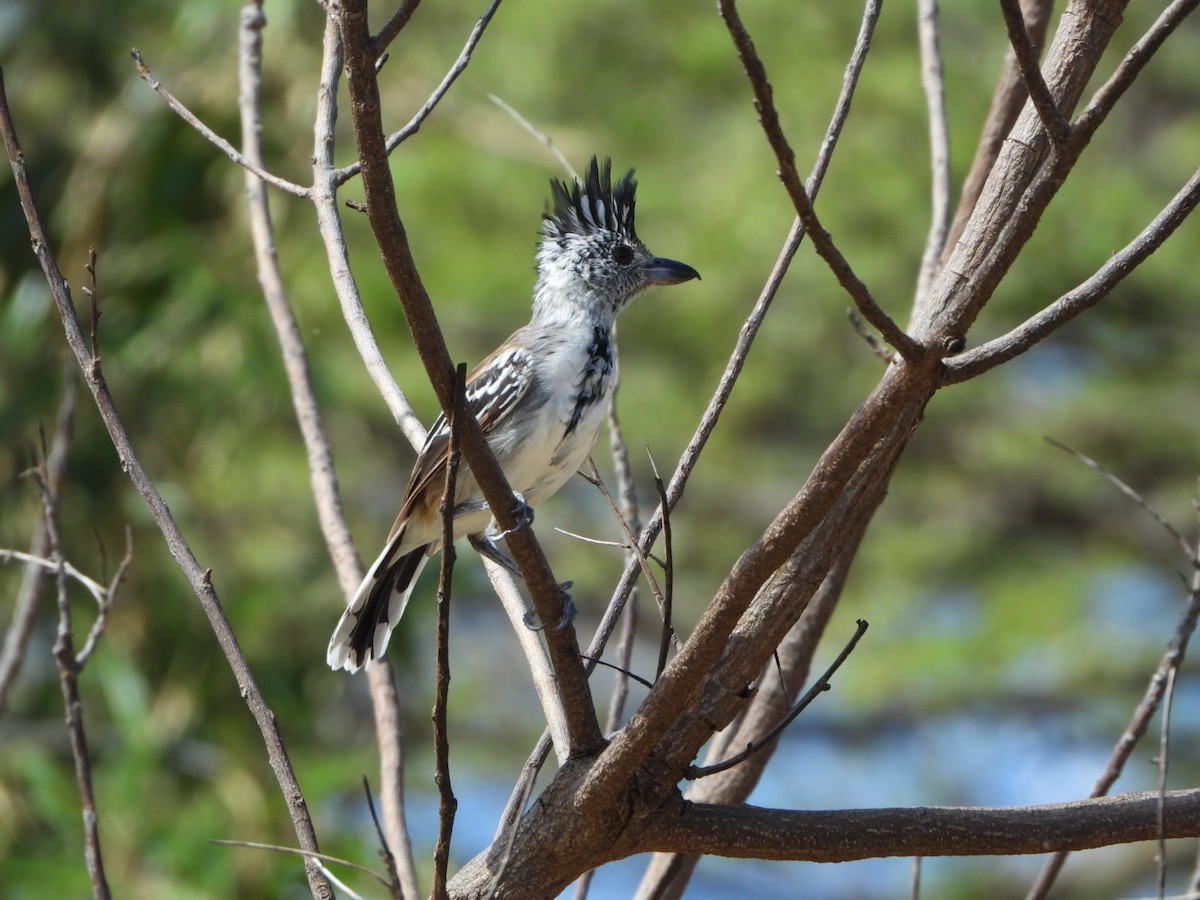 Black-crested Antshrike - ML626058235