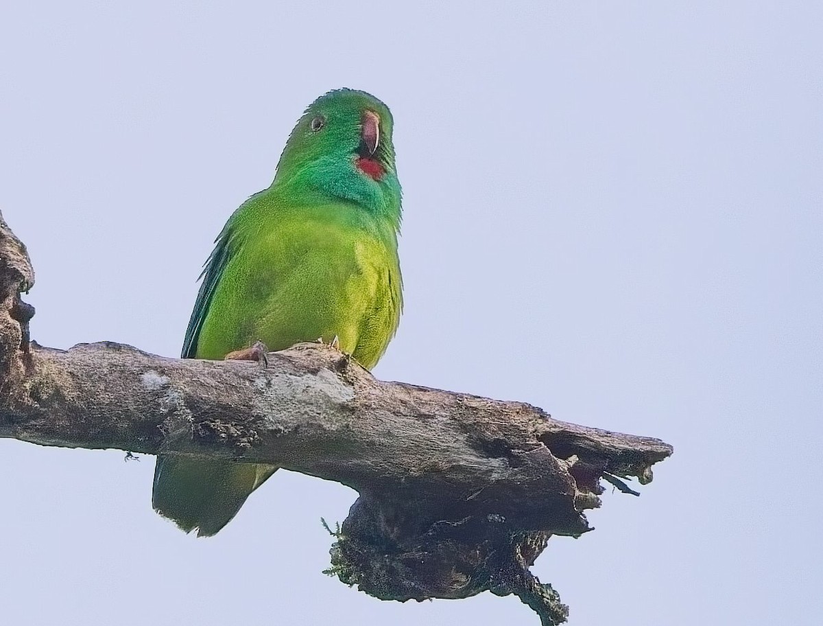 Pygmy Hanging-Parrot - ML626058569