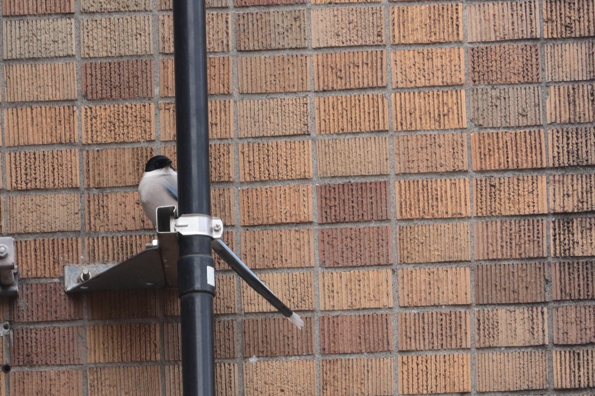 Цэнхэр шаазгай - ML626058607