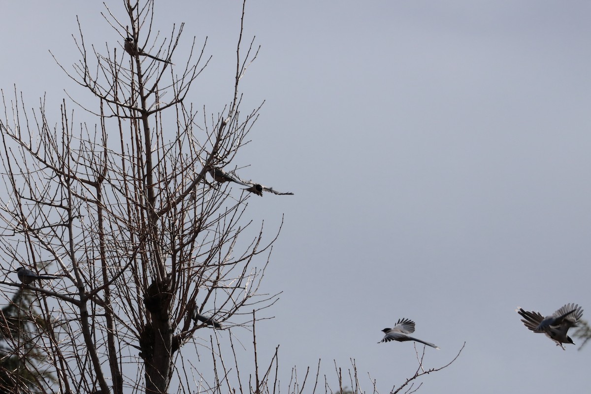 Цэнхэр шаазгай - ML626058608