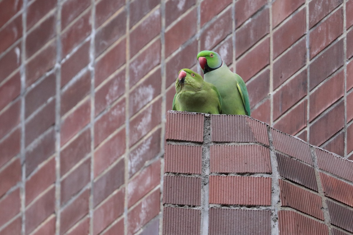 Rose-ringed Parakeet - ML626058615