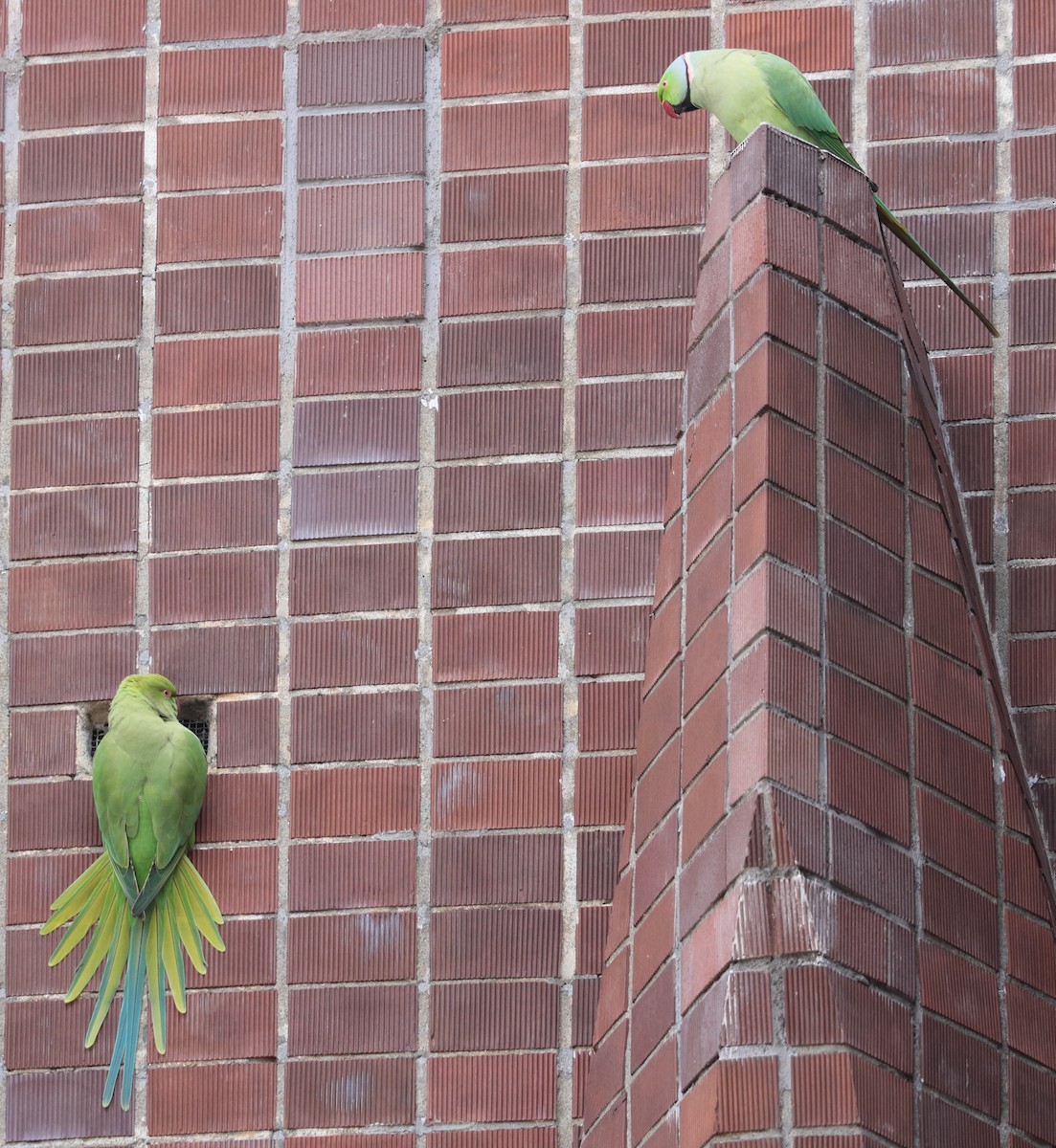 Rose-ringed Parakeet - ML626058616