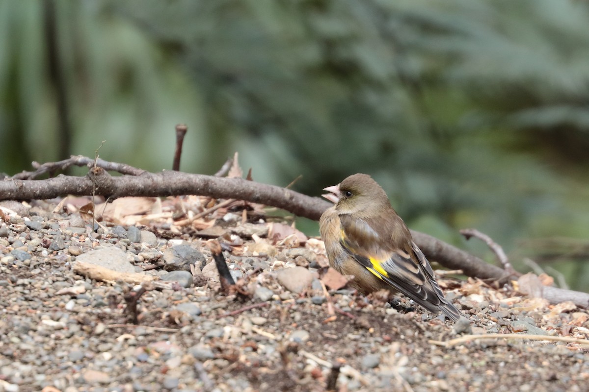 Нангиад ногоолдой - ML626058618