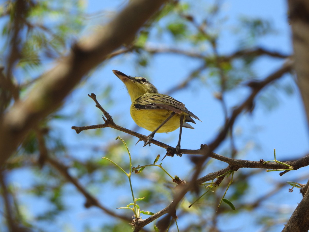 Maracaibo Tody-Flycatcher - ML626058627