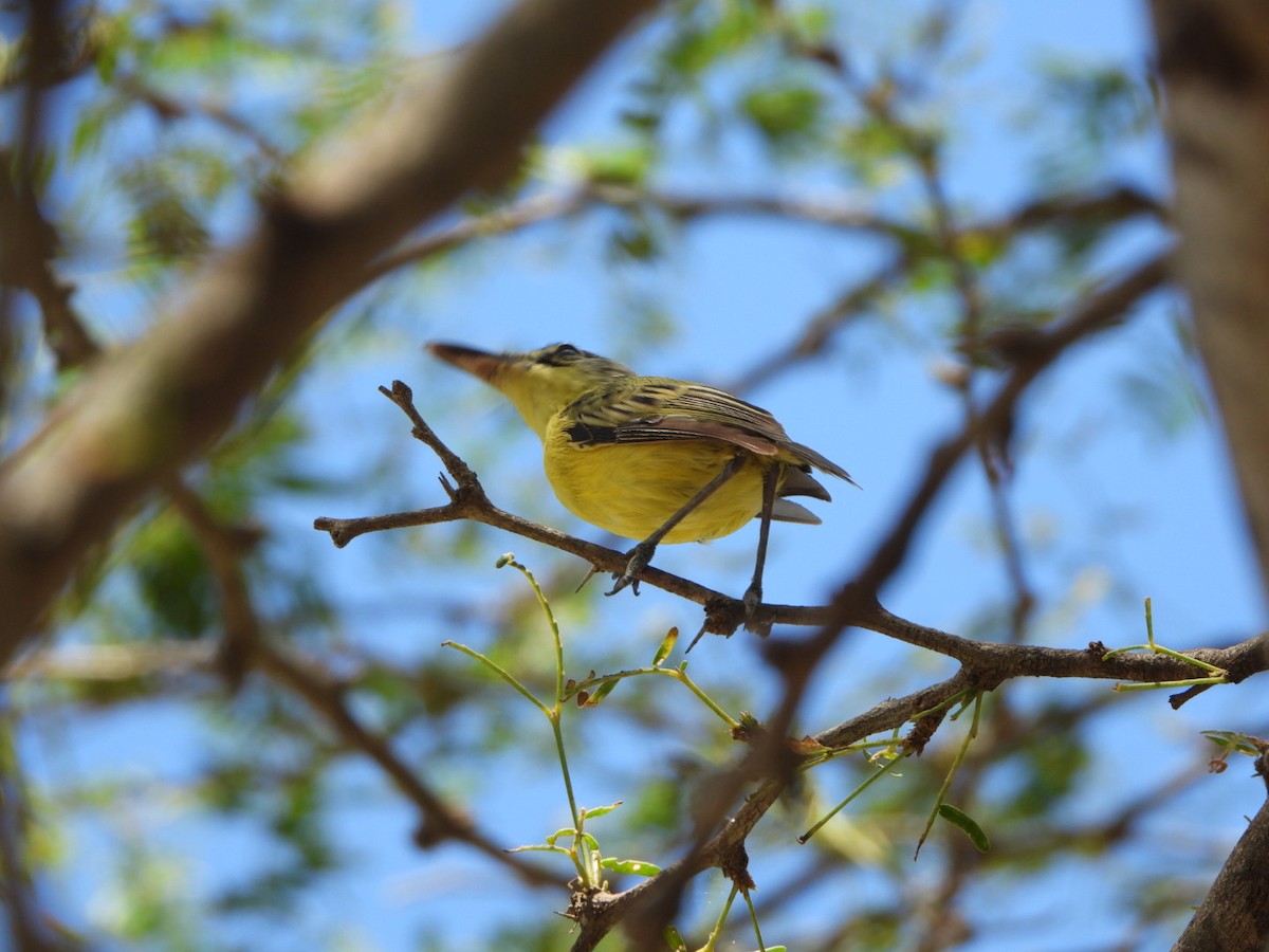Maracaibo Tody-Flycatcher - ML626058628