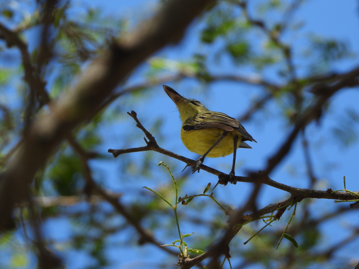 Maracaibo Tody-Flycatcher - ML626058629