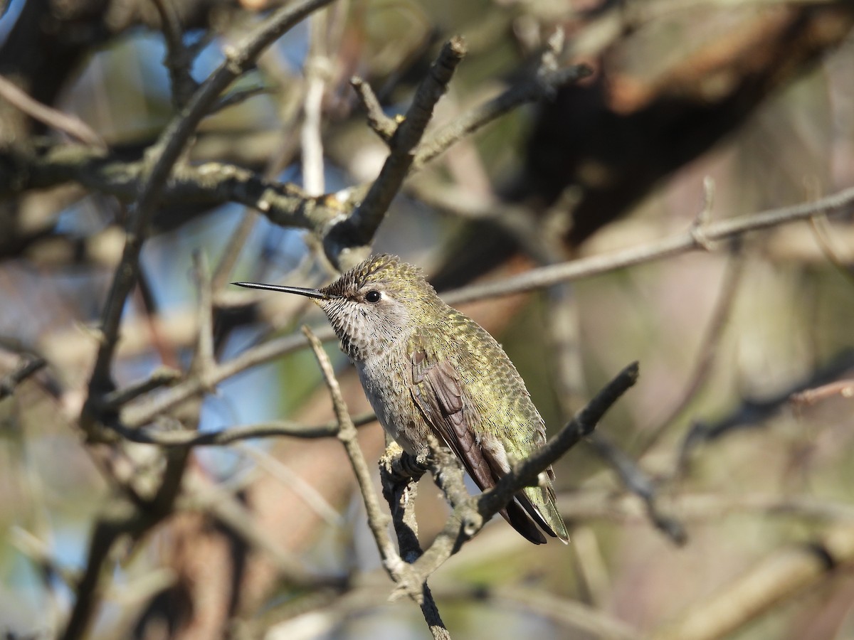 rødmaskekolibri - ML626058674