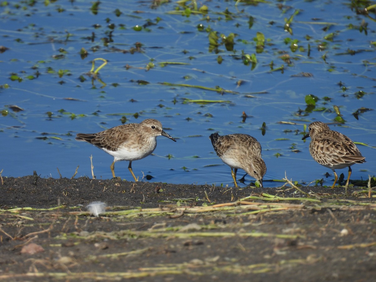 pygmésnipe - ML626058713