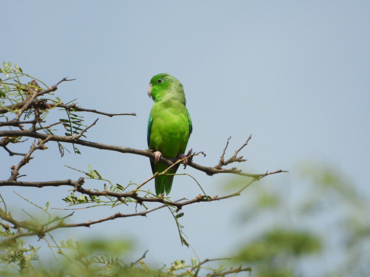 Green-rumped Parrotlet - ML626058831
