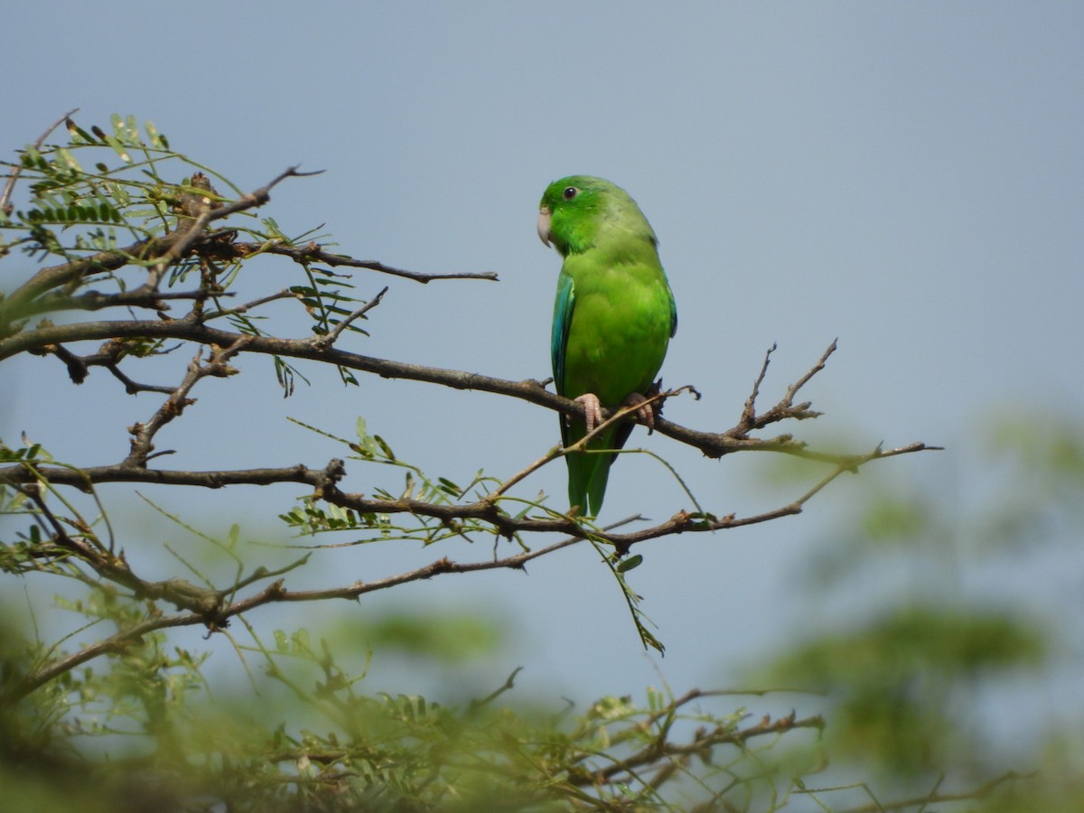 Green-rumped Parrotlet - ML626058832