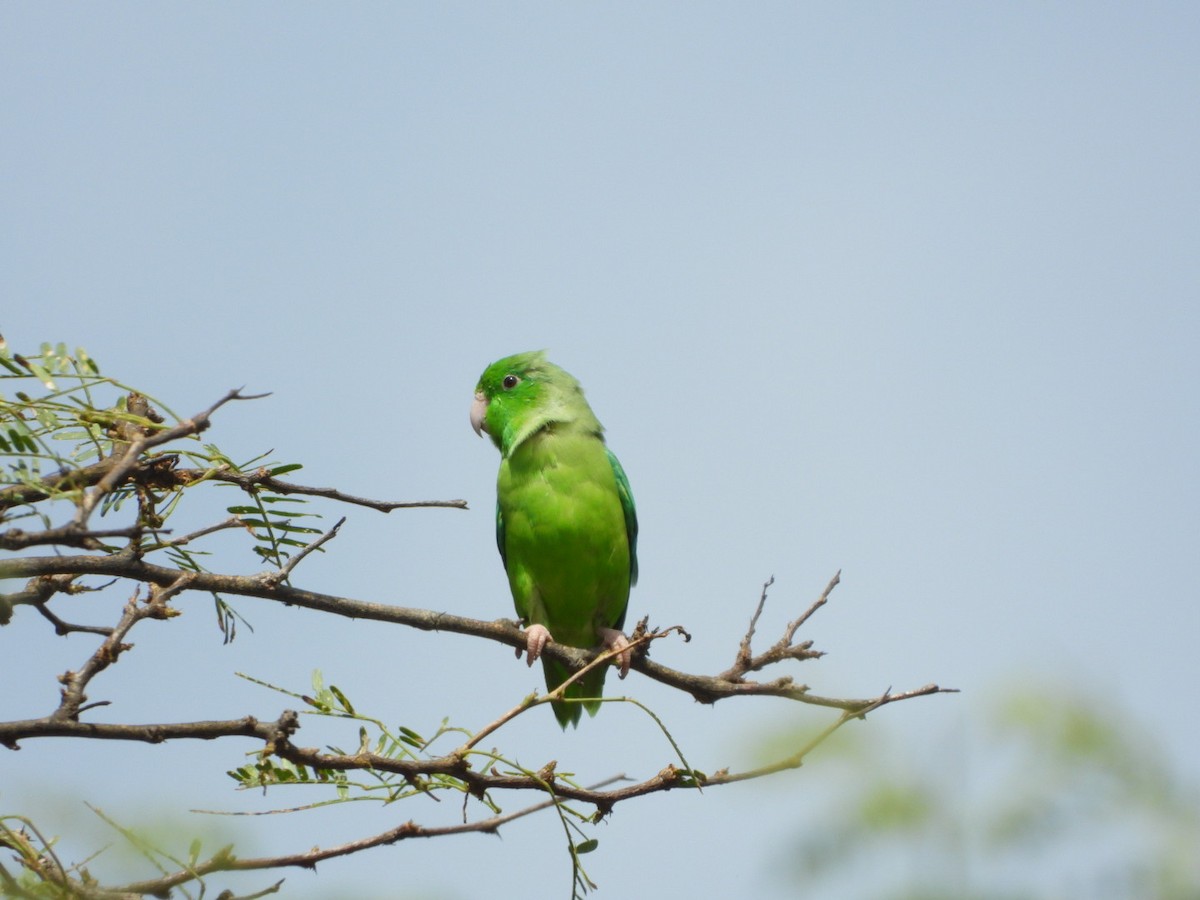 Green-rumped Parrotlet - ML626058833