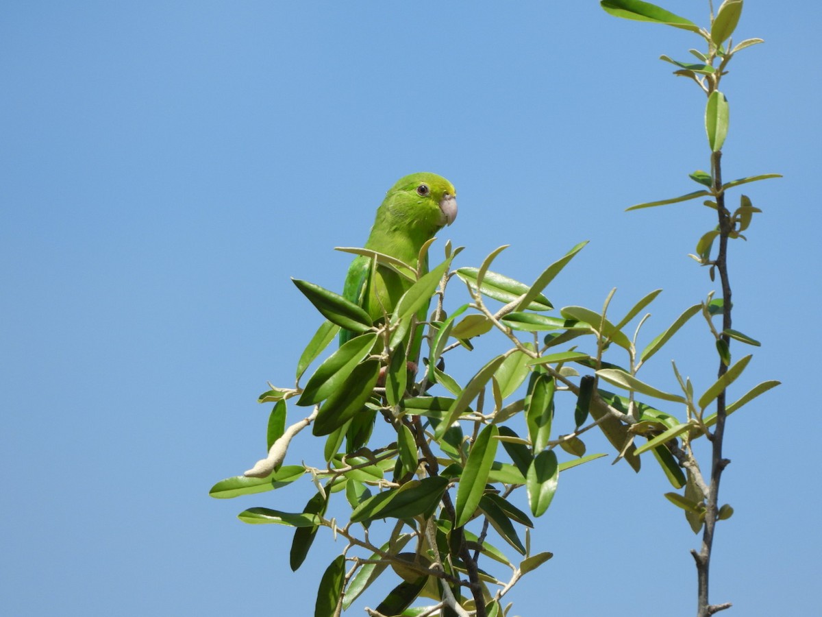 Green-rumped Parrotlet - ML626058834