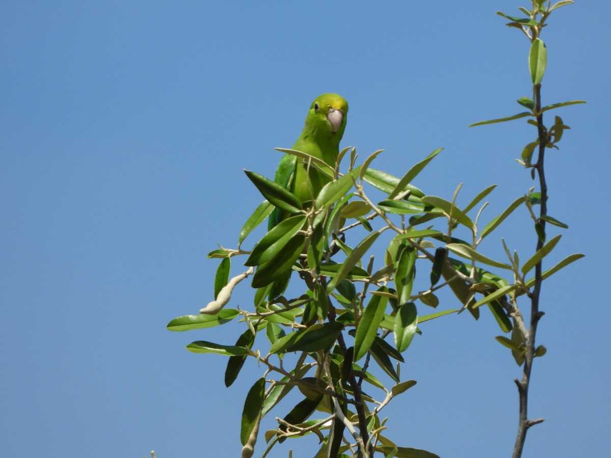 Green-rumped Parrotlet - ML626058835