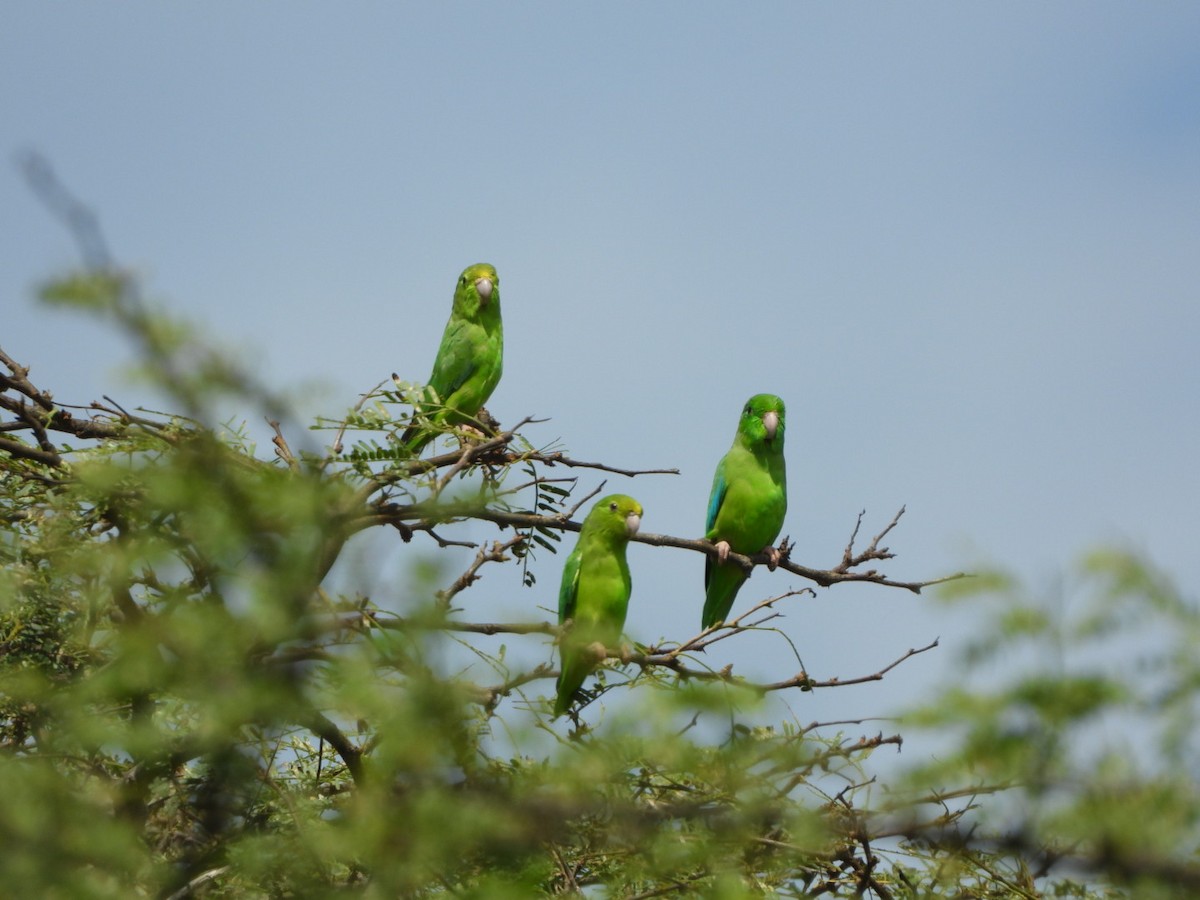 Green-rumped Parrotlet - ML626058836