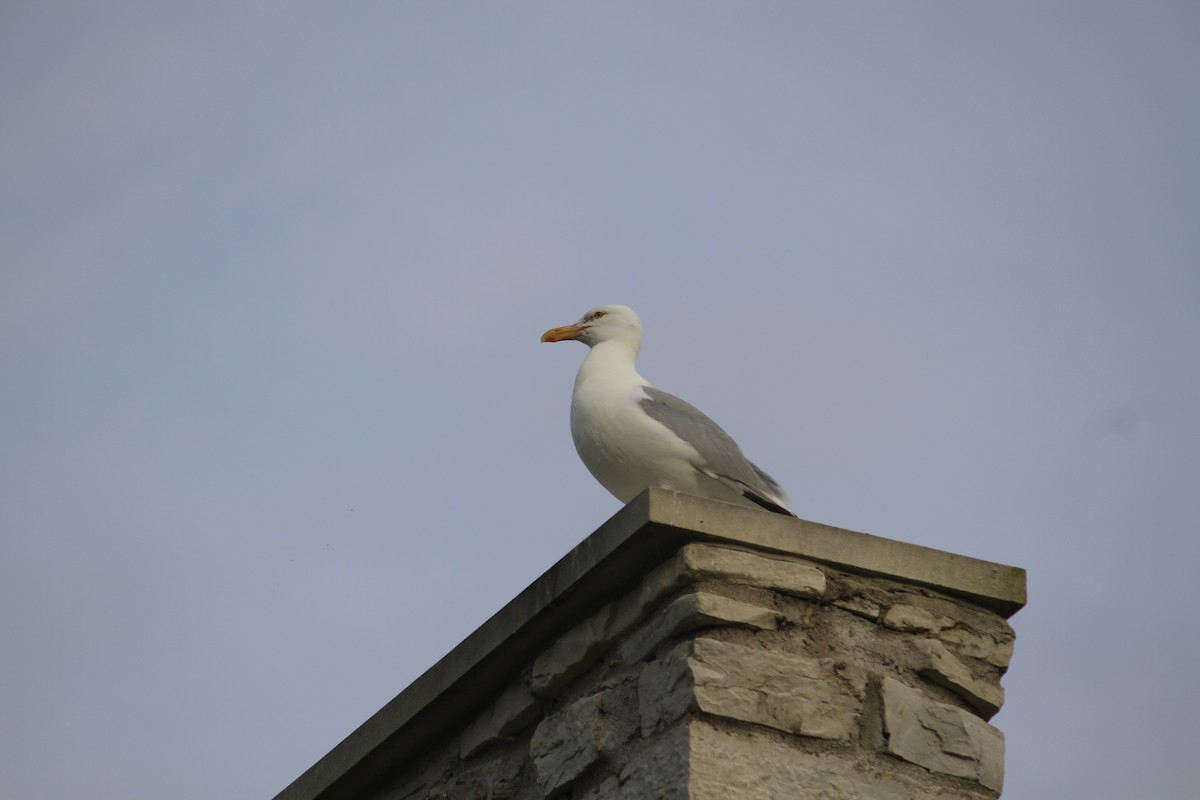 American Herring Gull - ML626058874