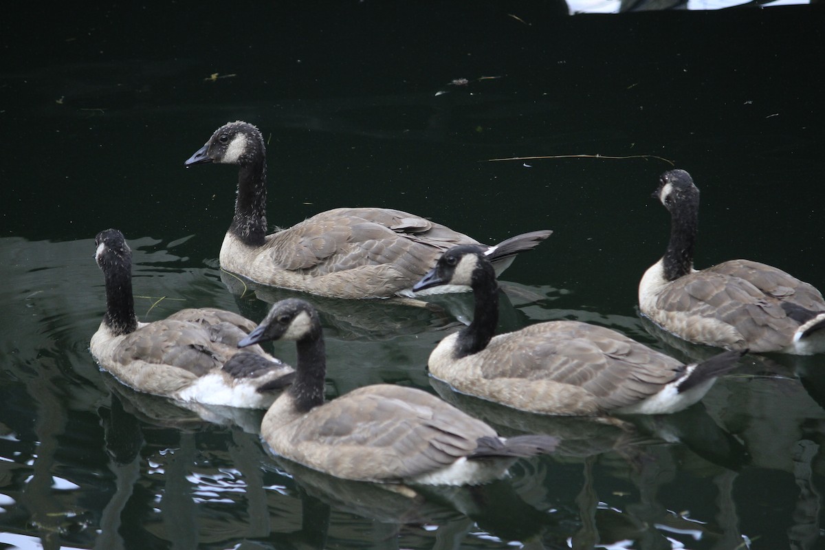 Canada Goose - ML626058893