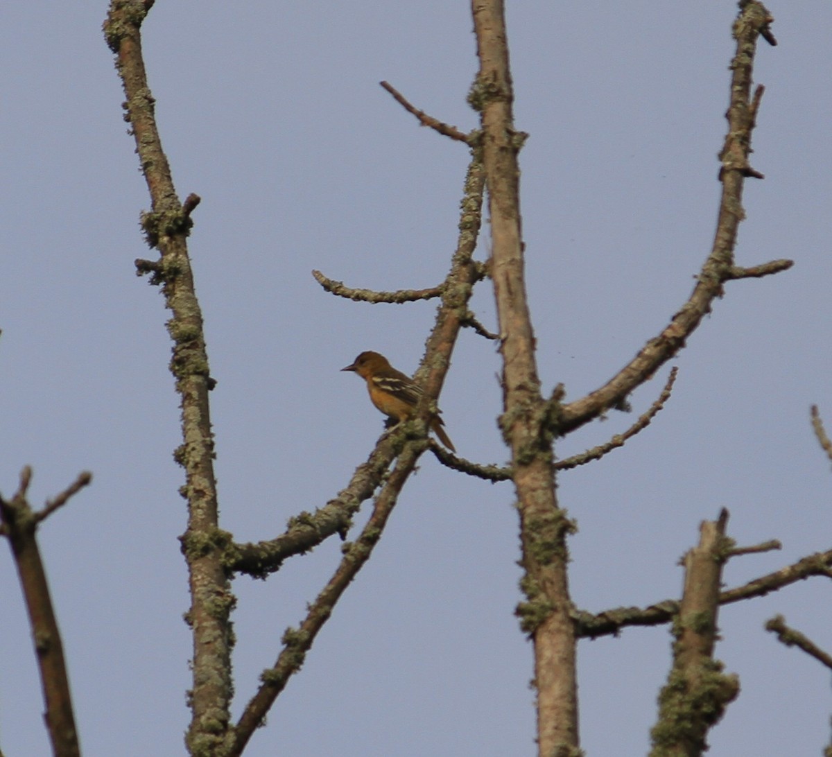 Oriole de Baltimore - ML626058940