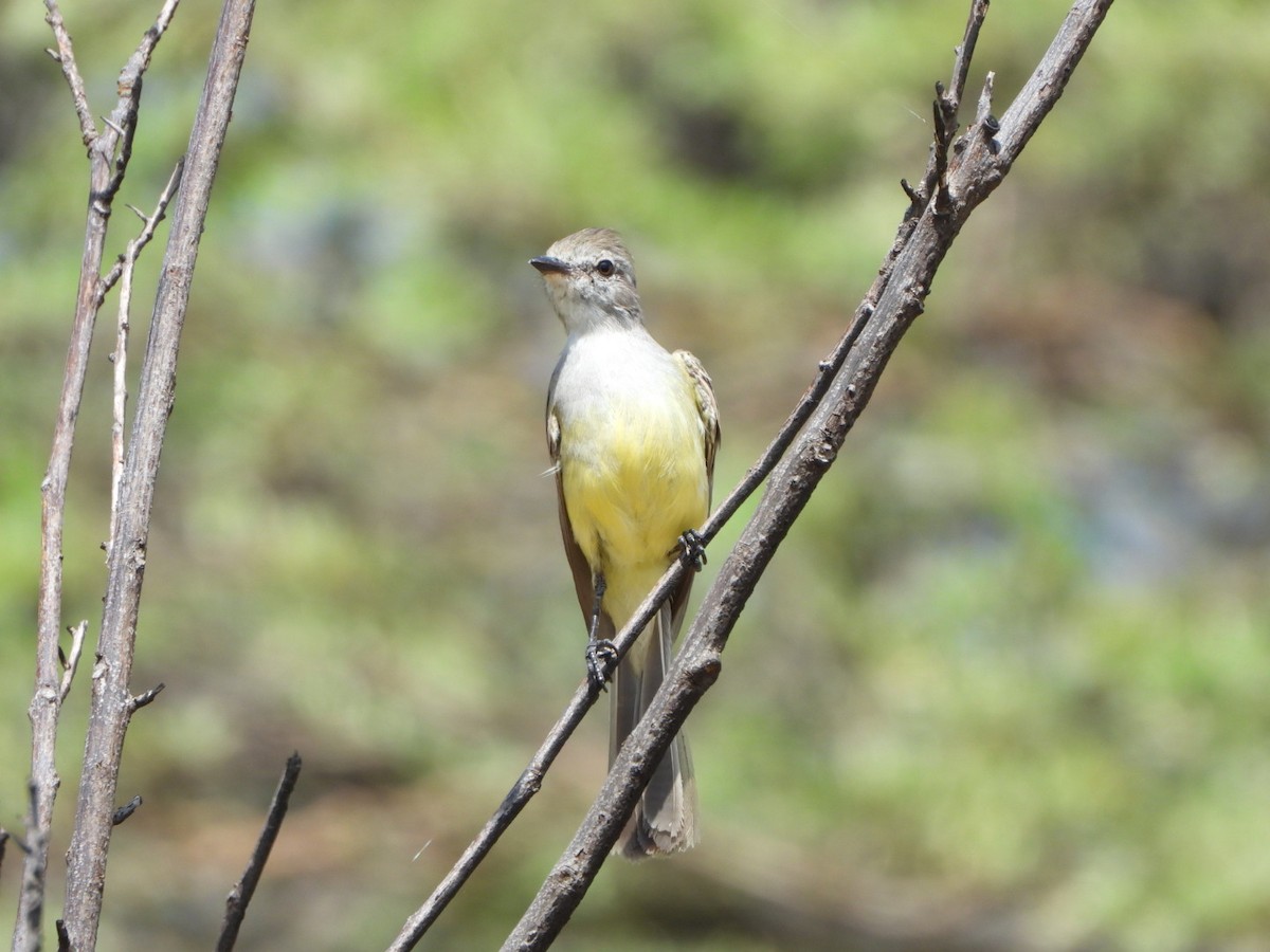 Northern Scrub-Flycatcher - ML626058947