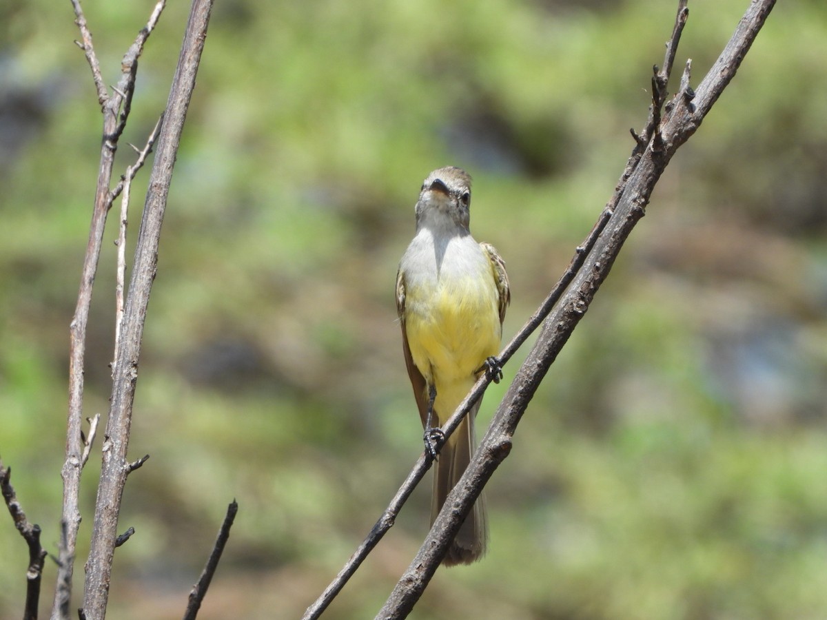 Northern Scrub-Flycatcher - ML626058948