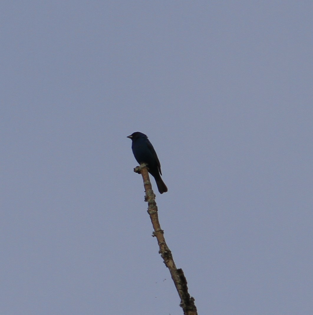 Passerin indigo - ML626058995