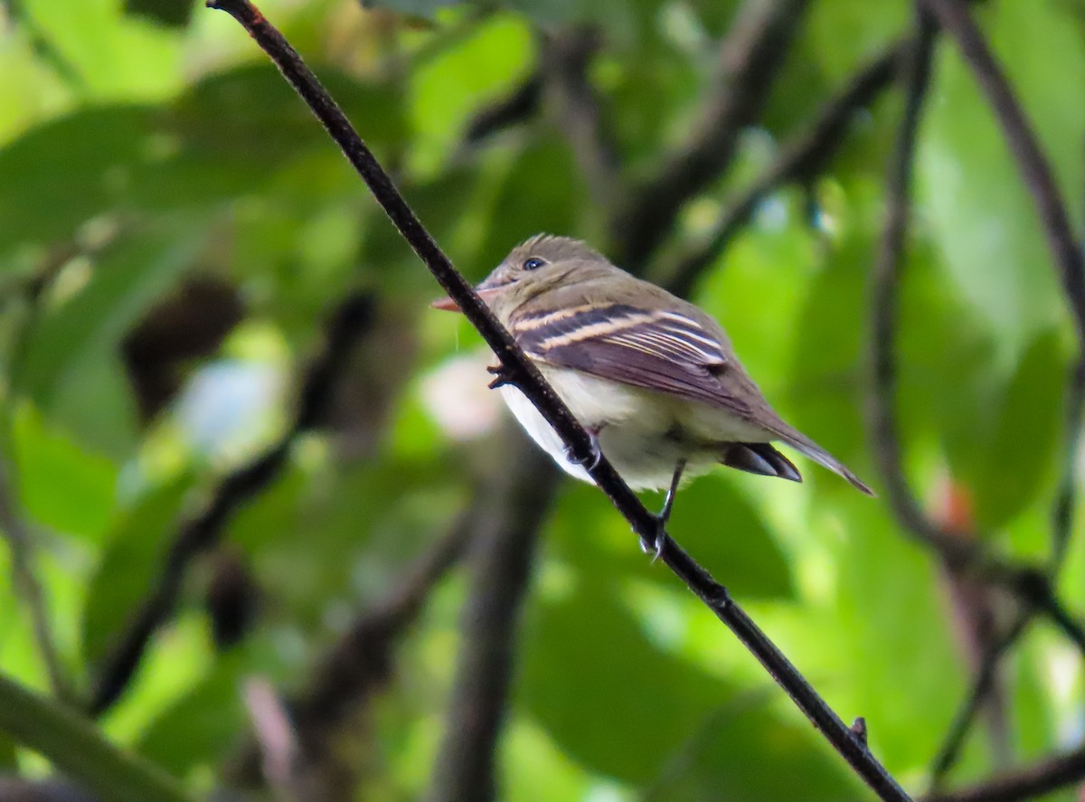 Yellow-bellied Flycatcher - ML626059002