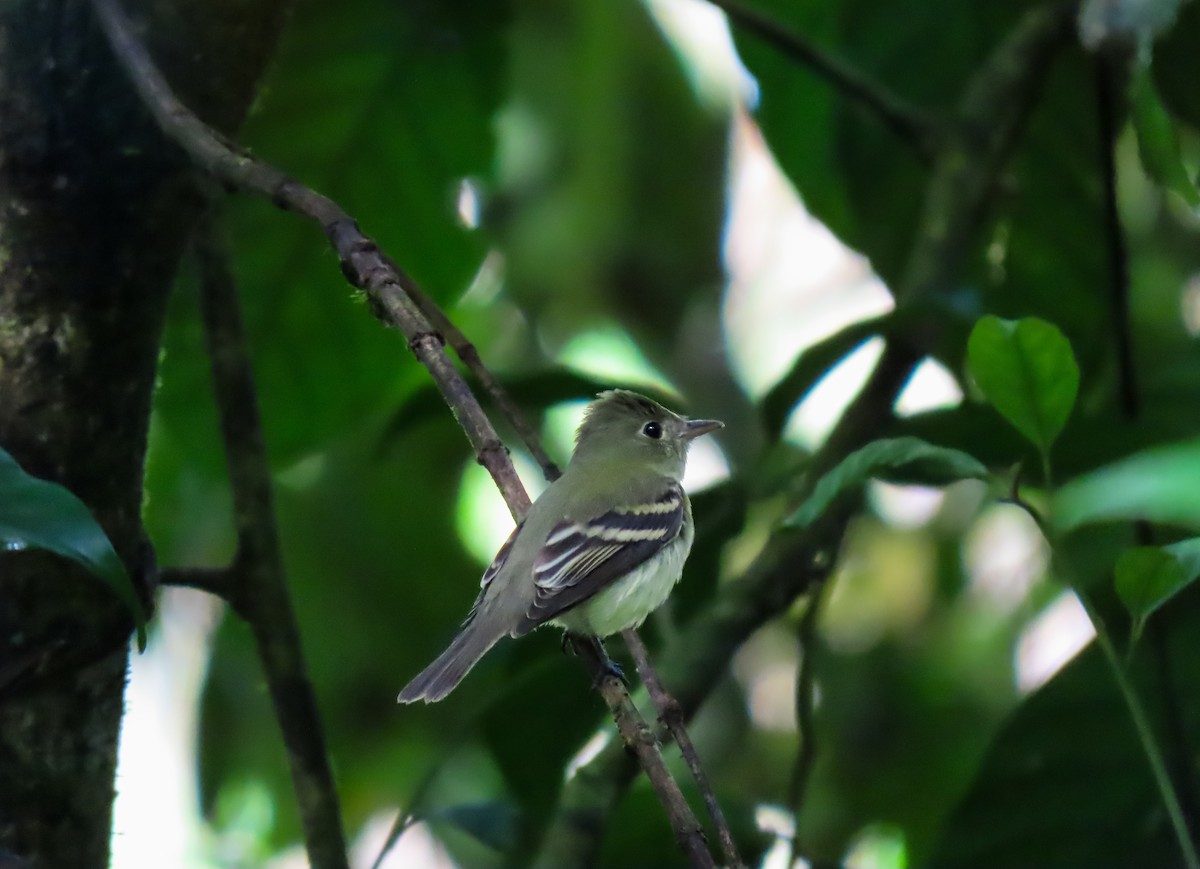 Yellow-bellied Flycatcher - ML626059003