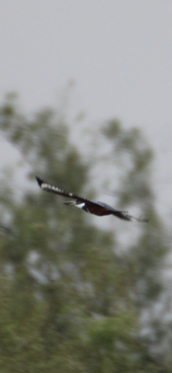 Ringed Kingfisher - ML626059051