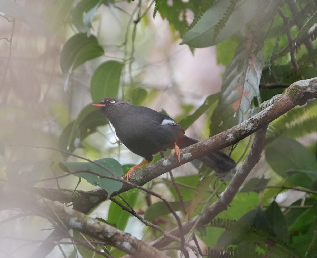 Chestnut-capped Laughingthrush - ML626059061