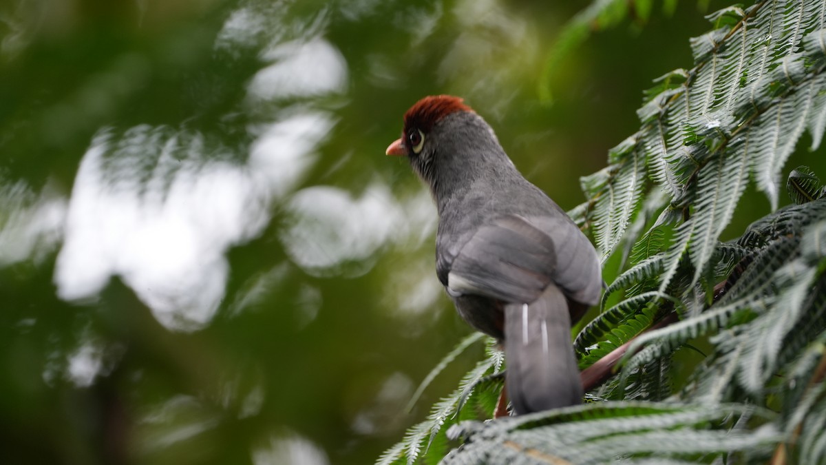 Chestnut-capped Laughingthrush - ML626059063