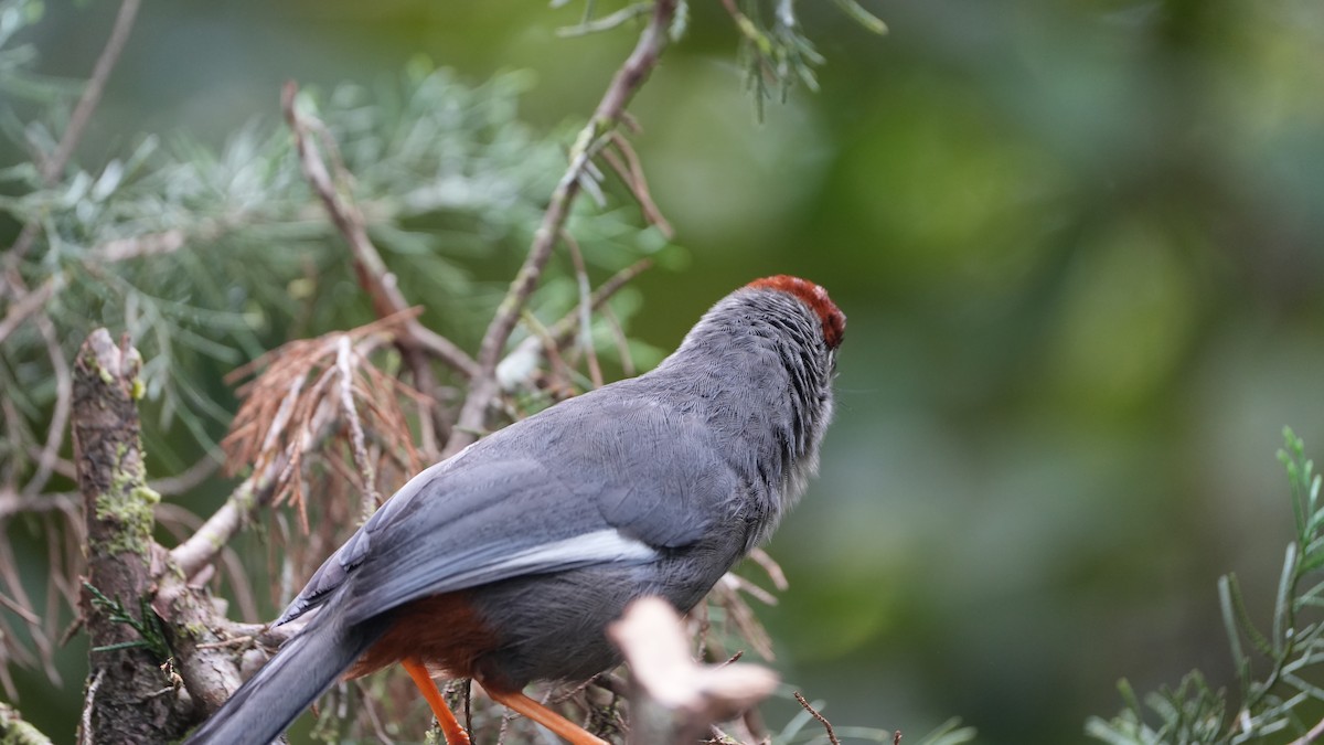 Chestnut-capped Laughingthrush - ML626059064