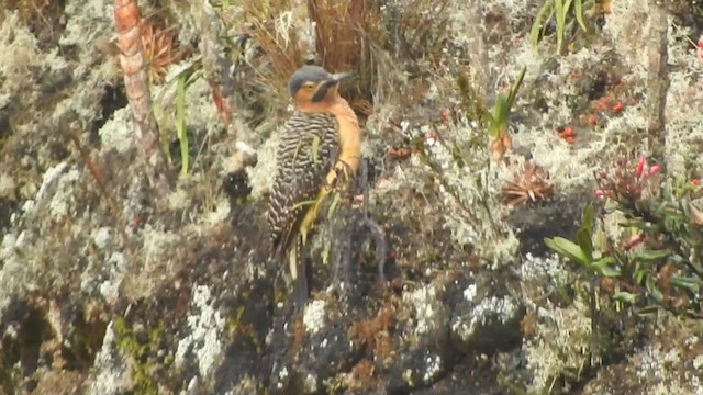 Andean Flicker - ML626059130