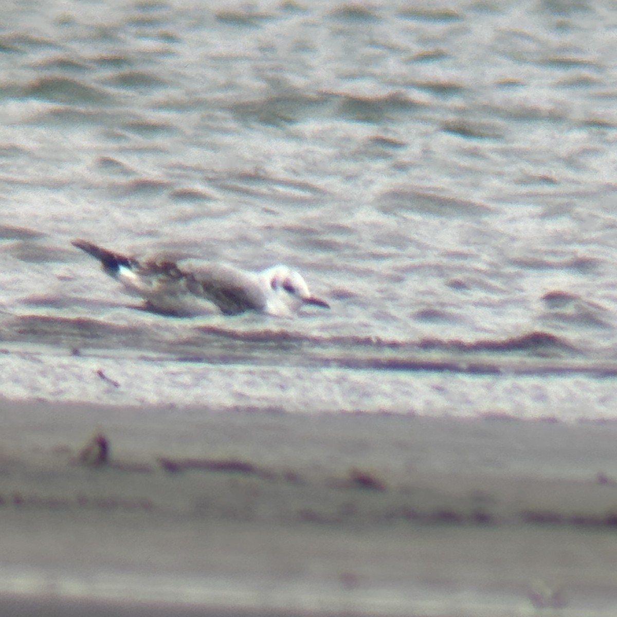 Mouette de Bonaparte - ML626059153