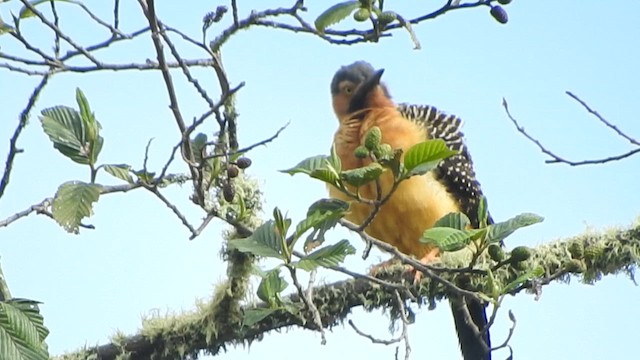 Andean Flicker - ML626059237