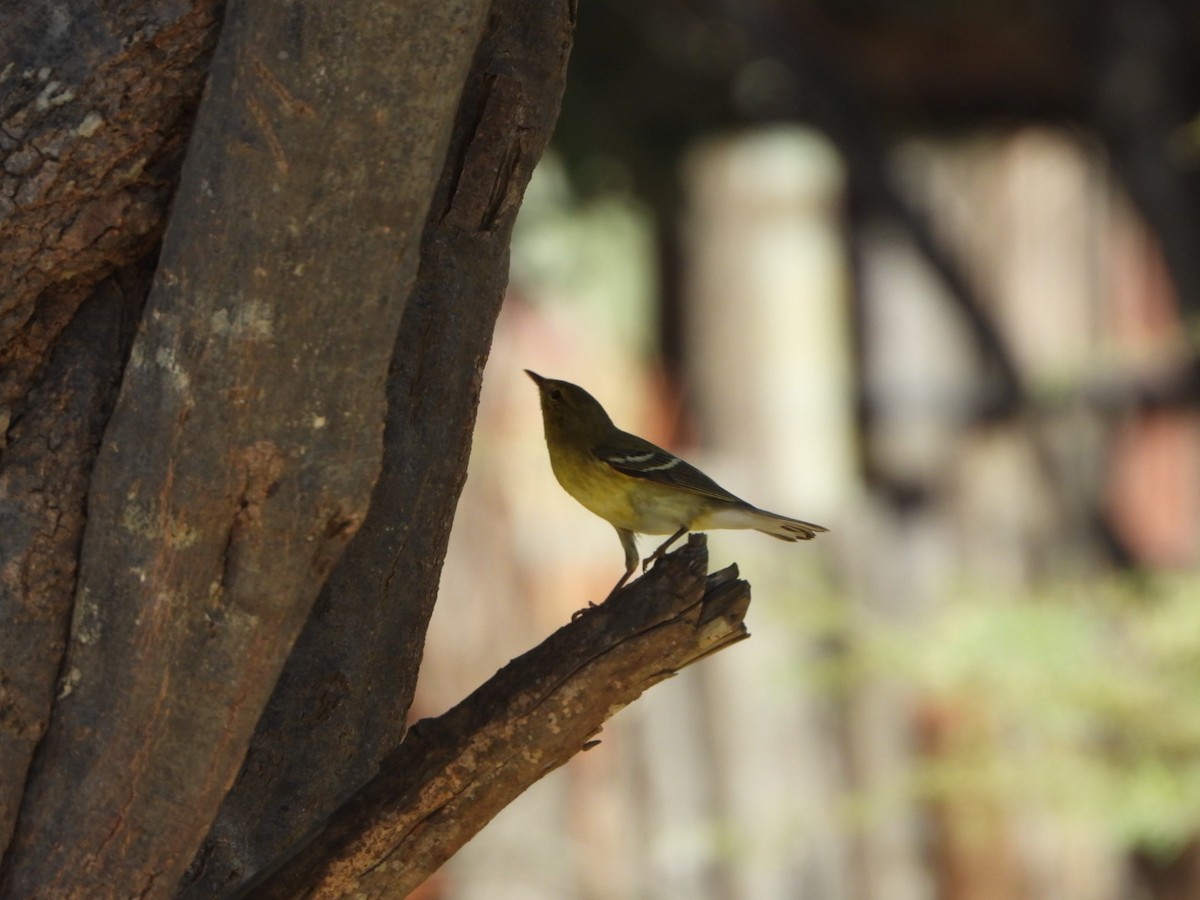 Blackpoll Warbler - ML626059242