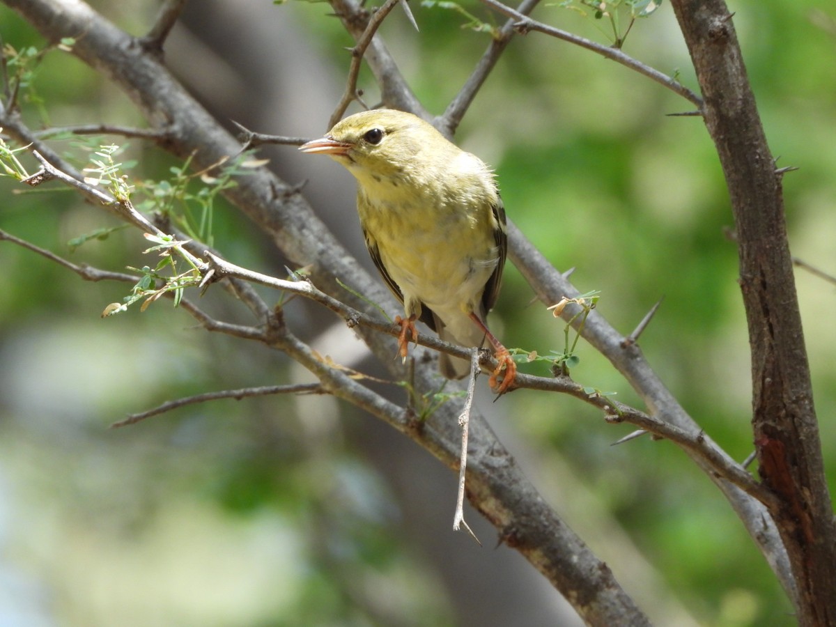 Blackpoll Warbler - ML626059243