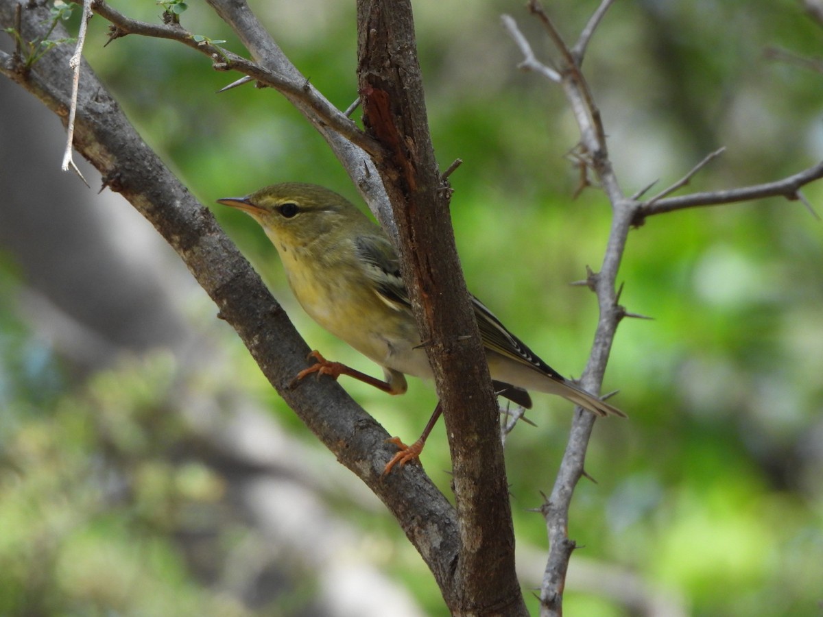 Blackpoll Warbler - ML626059244