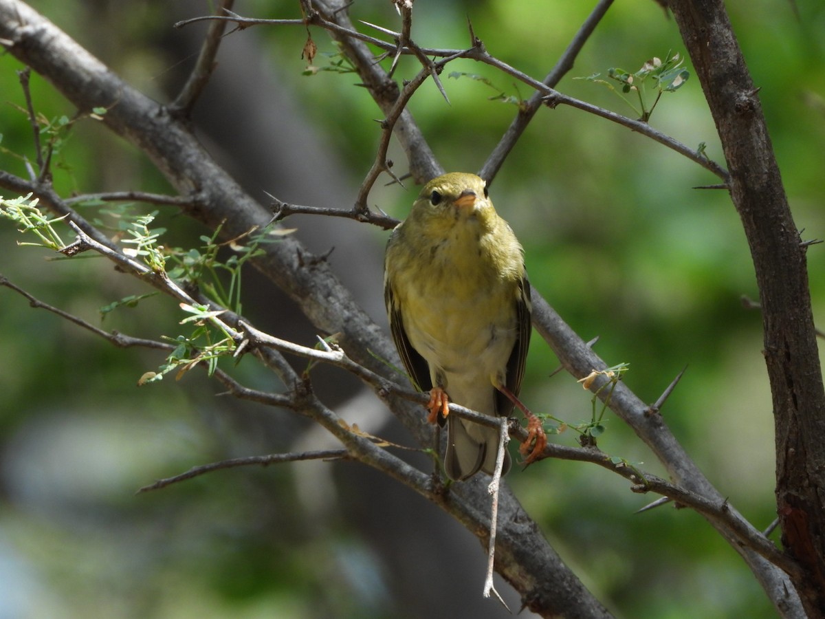 Blackpoll Warbler - ML626059245