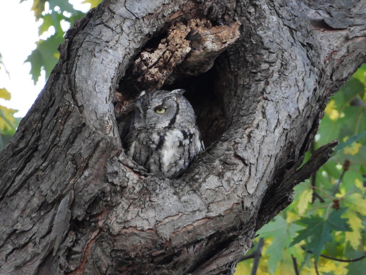 Eastern Screech-Owl - ML626059261