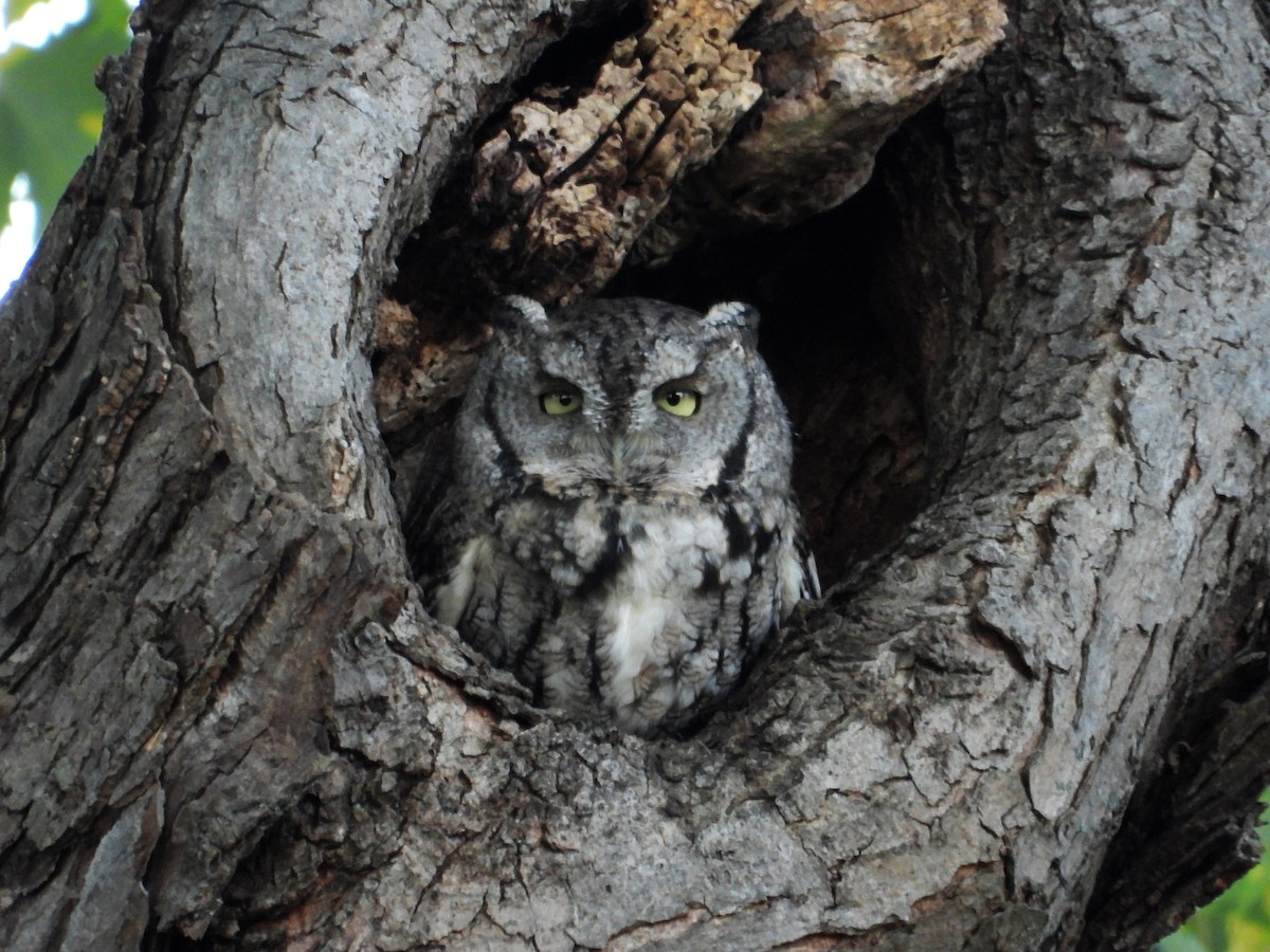 Eastern Screech-Owl - ML626059263